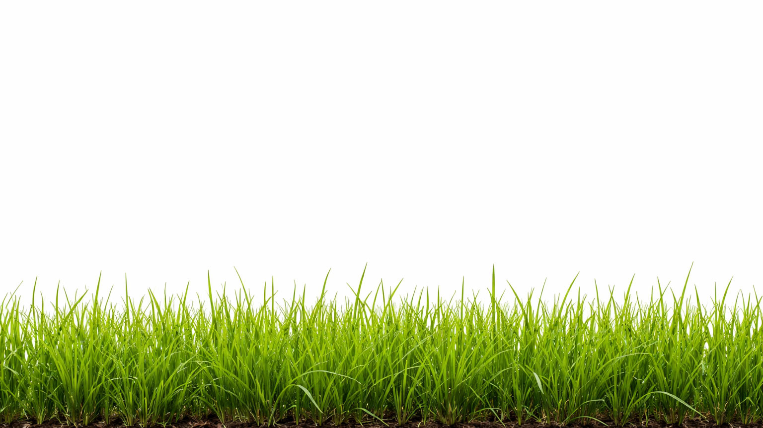 grass background